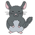 Chinchilla Products