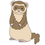 Ferret Products