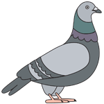 Pigeon Products