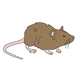 Rat Products